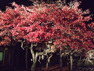 盛岡中央公民館　夜の紅葉