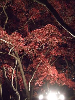 盛岡中央公民館　夜の紅葉