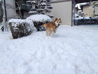 雪に喜ぶケイン